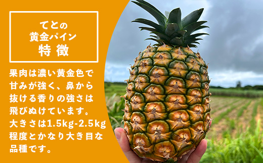 《2025年5月中旬以降順次発送》香りに溺れる！？ 完熟の極 てとの黄金パイン大玉約4kg【 沖縄 石垣 ゴールデン 黄金 パイン パイナップル 完熟 大玉 セット フルーツ デザート 】 TF-25-1