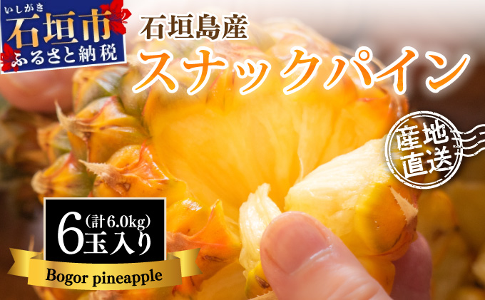 【先行予約】石垣島産 中玉スナックパイン（ボゴール）6玉 合計約6kg 《2025年夏季 順次発送》SI-112