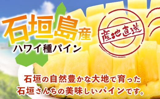 【先行予約】《2025年6月上旬頃より順次発送》石垣島産 ハワイ種 パイン (4玉 約4㎏) 【 産地直送 沖縄 石垣 パイナップル フルーツ 】石垣さんちの石垣トロピカルファーム TP-5