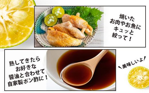 《2025年7月下旬以降発送》【先行予約】こだわりの青切りシークワーサー 2kg 約60〜80個 【 産地直送 沖縄 石垣島 石垣 八重山 シークワーサー 柑橘 フルーツ くだもの 果物 】TF-8-1