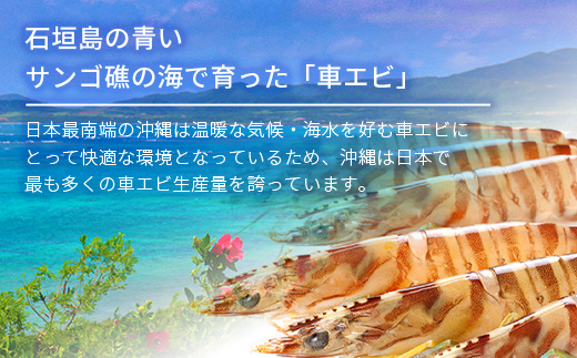 活車えび 500g【季節限定】25尾前後 沖縄県 石垣島 石垣市 活き くるまえび 車エビ BE-4