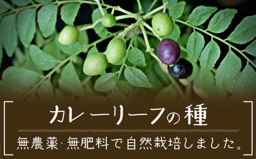 カレーリーフの種　15粒【 沖縄 石垣島 香辛料 種 無農薬 無肥料 】CS-4