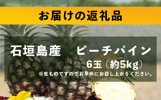 【先行予約】《2025年5月上旬頃より順次発送》石垣島産 ピーチパイン (6玉 約5㎏) 【 産地直送 沖縄 石垣 パイナップル フルーツ 】石垣さんちの石垣トロピカルファーム TP-12