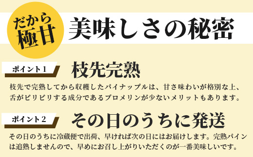 《2025年4月～7月順次発送》【先行受付】希少！濃厚！「枝先完熟・てのひらピーチパイン」【産地直送 沖縄県 石垣島 農家直送 パイン フルーツ 離島のいいもの 沖縄いいもの石垣島 】OI-2