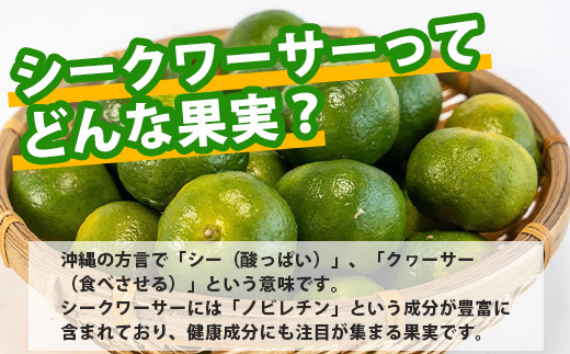 《2025年7月下旬以降発送》【先行予約】こだわりの青切りシークワーサー 2kg 約60〜80個 【 産地直送 沖縄 石垣島 石垣 八重山 シークワーサー 柑橘 フルーツ くだもの 果物 】TF-8-1