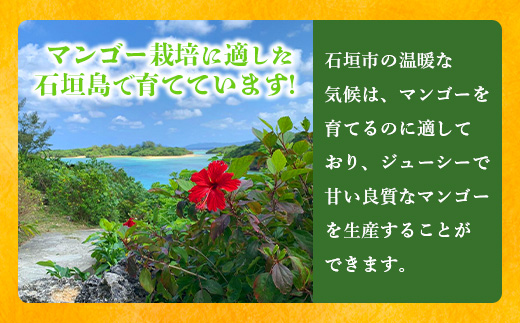 《2025年7月下旬～8月下旬発送》【先行予約】最高糖度23度！？ 完熟の極！7Lサイズ 幻のキーツマンゴー【贈答向け】【 沖縄 石垣島 石垣 八重山 マンゴーキーツマンゴー 期間限定 数量限定 沖縄県 石垣島産 完熟 】TF-4-1