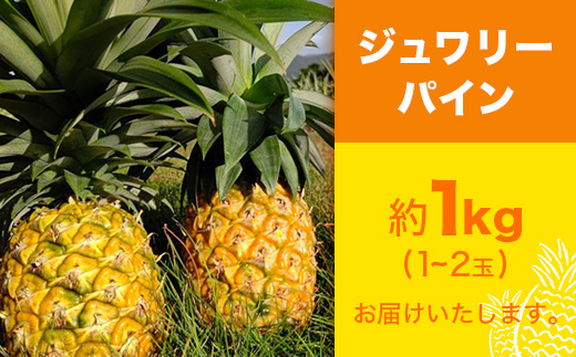 【予約受付】ジュワリーパイン1ｋｇ（1～2玉）お勧め♪川平パイン《2025年7月～8月頃順次発送》KN-1