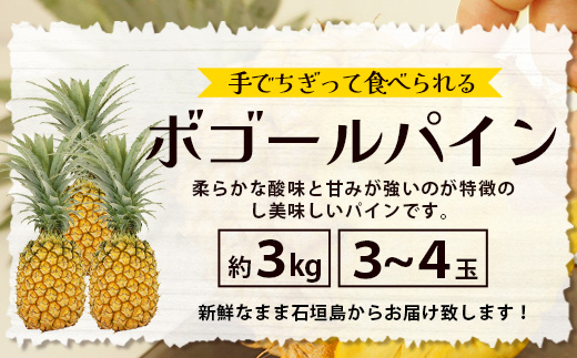 《2025年5月上旬頃より順次発送》【予約受付】石垣島産 ボゴールパイン 3～4個セット 約3㎏【産地直送 石垣島産 石垣 完熟 パイン パイナップル スナックパイン ボゴール 】TD-3