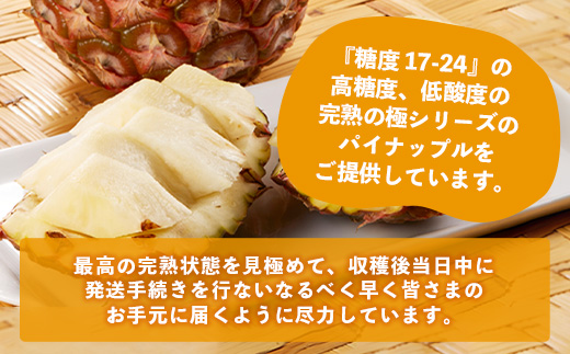 《2025年4月～6月順次発送》【先行予約】完熟の極 石垣島産パイナップル　超大満足の食べ比べセット　スナック＆ピーチ＆ジュワリー3種の食べ比べセット【 沖縄 石垣 ピーチ スナック ジュワリー パイン パイナップル 完熟 セット フルーツ デザート 食べ比べ 3種 】 TF-34