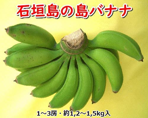 石垣島の島バナナ、1～3房（約1,2～1,5kg前後入り） 爽やか酸味のスッキリ系バナナ、少し冷やしてもイイんです！　SI-33