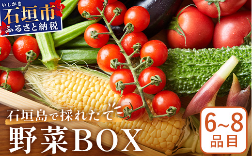 石垣島産 野菜BOX　1箱【６~８種類】野菜パワーをあなたに！！CK-1【野菜セット おまかせセット 旬 季節のお野菜 旬の野菜セット 詰め合わせ 島野菜 沖縄県 石垣市 石垣島 石垣 】