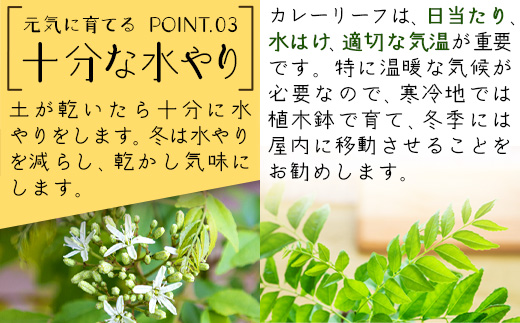 カレーリーフの種　15粒【 沖縄 石垣島 香辛料 種 無農薬 無肥料 】CS-4