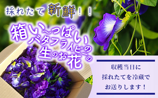 【先行受付】希少！採れたて新鮮！八重咲バタフライピーの生花（食用花、生ハーブ）特別栽培、栽培期間中農薬不使用 ３月～順次発送【 沖縄県 石垣市 沖縄 石垣 石垣島 花 生花 ハーブ 離島のいいもの 沖縄いいもの石垣島 】OI-8