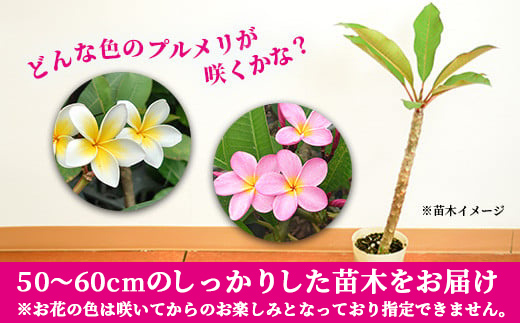 【みるきぃ】プルメリア 苗木 プルメリア苗木 品種：シンクロニシティー【花苗 5号鉢／1個売り