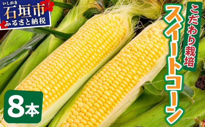 【先行予約2025年12月-2026年4月】 1番遅くて1番早い⁉ 朝採れプレミアムスイートコーンを皮付きのまま８本お届け！！