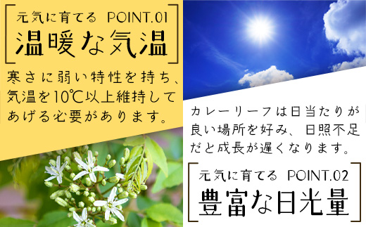 カレーリーフの種　15粒【 沖縄 石垣島 香辛料 種 無農薬 無肥料 】CS-4