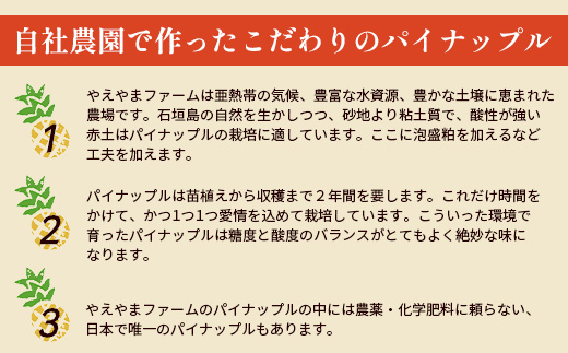 【予約受付】石垣島産　有機パイナップル・ボゴール種 3玉（約2.8kg前後）〈常温〉《６月上旬～順次発送予定》｜パイナップル パインアップル 石垣島パイン フルーツ 果物 くだもの 南国フルーツ 国産パイン　E-41