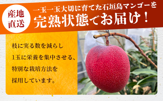 《2025年6月下旬～7月発送》【先行予約】最高糖度20度！？ まるで恐竜の卵！？完熟超特大マンゴー1個入り【 沖縄 石垣 八重山 マンゴー 完熟 期間限定 数量限定 特大 大玉 】TF-29