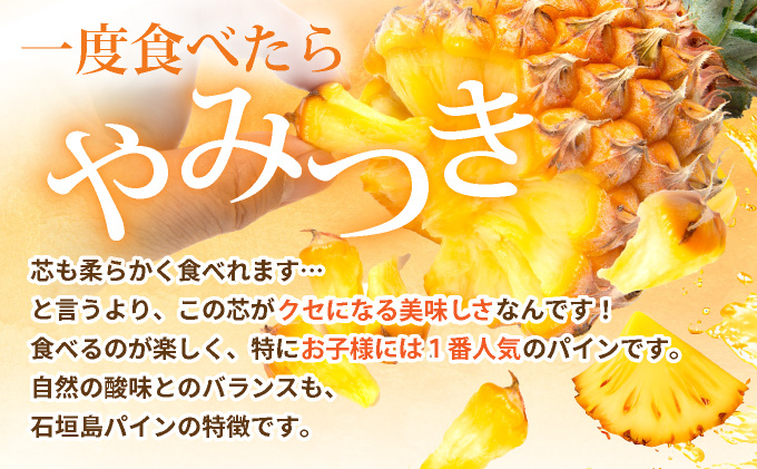 【先行予約】石垣島産 中玉スナックパイン（ボゴール）6玉 合計約6kg 《2025年夏季 順次発送》SI-112