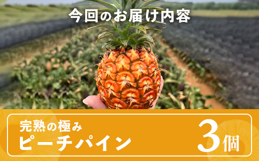 《2025年4月以降順次発送》【先行予約】最高糖度20度！？ 完熟の極 石垣島産パイナップル ピーチパイン3個セット【 沖縄 石垣島 石垣 八重山 パイン ピーチパイン 期間限定 数量限定 沖縄県 石垣島産 】TF-1-1