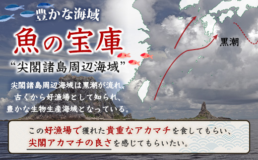 【予約受付】【3月以降順次発送】高級ブランド魚 尖閣赤マチ 1尾 約1kg 下処理済 【沖縄三大高級魚】尖閣諸島 刺身 焼魚 煮物 鮮魚 冷凍 ムニエル 天然 洋食 和食 白身魚 高級魚 GK-3