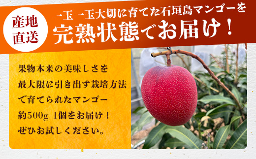 《2025年6月下旬～7月下旬発送》【先行予約】最高糖度20度！？ 完熟！3Lサイズ 石垣島マンゴー 1玉入り約400g【 沖縄 石垣島 石垣 八重山 マンゴー 完熟マンゴー 期間限定 数量限定 】TF-10-1