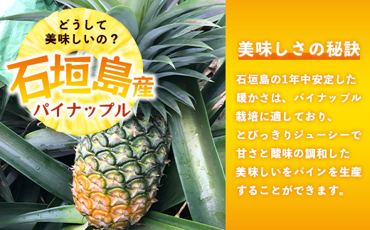 【先行予約】石垣島産 ハワイ種 パイン (6玉 約6㎏) 《6月上旬頃より順次発送》石垣さんちの石垣トロピカルファーム TP-6