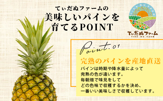 《2025年7月上旬頃より順次発送》【予約受付】石垣島産 ハワイ種パイン 2～3個セット 約3㎏【 産地直送 石垣島産 石垣 完熟 パイン パイナップル 】TD-6
