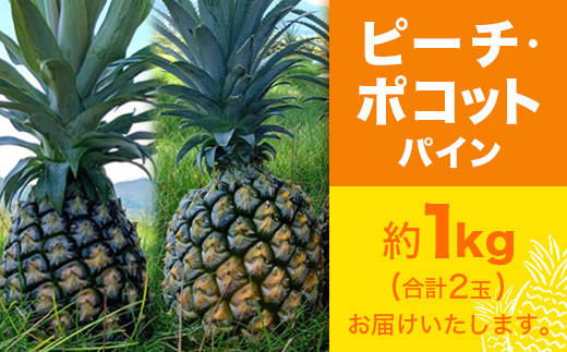 【予約受付】ピーチ＆ポコットパイン食べ比べ 1ｋｇ（計２玉）お勧め♪川平パイン《2025年5月～7月頃順次発送》KN-5