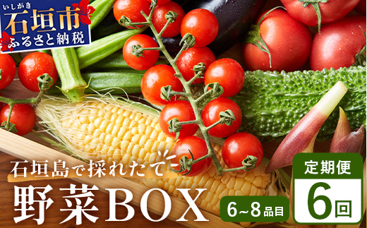 石垣島産 野菜BOX【６回定期便】（６~８種類）季節ごとに野菜パワーをあなたに！！CK-3 【野菜セット おまかせセット 旬 季節のお野菜 旬の野菜セット 詰め合わせ 定期便 ６回 定番野菜 島野菜 沖縄県 石垣市 石垣島 石垣 】