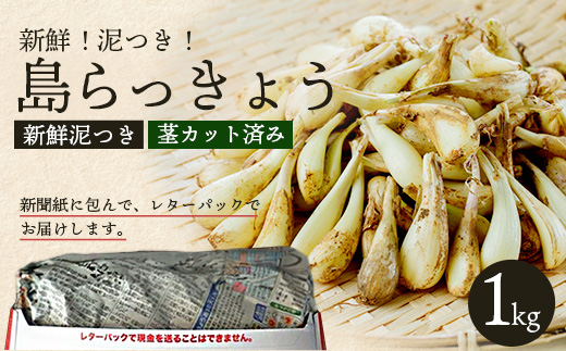 石垣島産 島らっきょう1000g 《2025年3月上旬～順次発送予定》 ｜沖縄 石垣 野菜 らっきょう 島らっきょう 産地直送 1kg SI-101