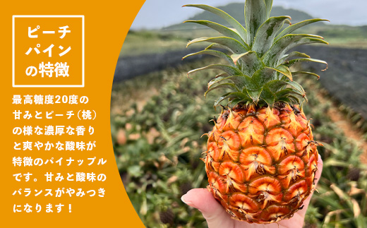 《2025年4月以降順次発送》【先行予約】最高糖度20度！？ 完熟の極 石垣島産パイナップル ピーチパイン3個セット【 沖縄 石垣島 石垣 八重山 パイン ピーチパイン 期間限定 数量限定 沖縄県 石垣島産 】TF-1-1