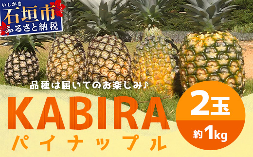 【予約受付】【KABIRAパイナップル2玉1kg以上】♪品種は届いてのお楽しみ♪《2025年5月以降順次発送》MF-1