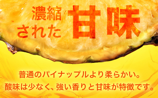 【予約受付】ポコットパイン1ｋｇ（1～2玉）お勧め♪川平パイン《2025年5月～7月頃順次発送》KN-3