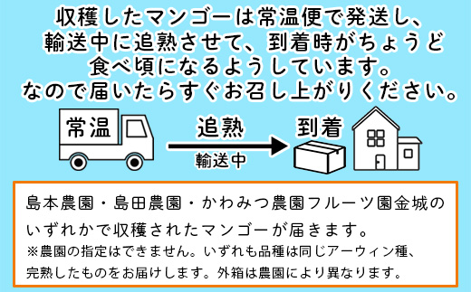 【先行受付】石垣島ど真ん中 まるま～さんマンゴー 1kg (2～3玉)【2024年7月頃順次発送予定】【 沖縄県 石垣産 産地直送 マンゴー フルーツ 】 IT-1