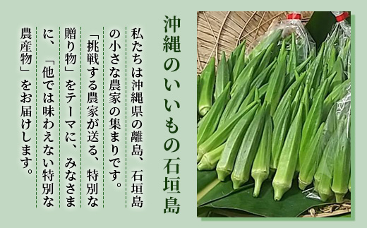 希少！黒島さんの採れたてオクラ100本セット（特別栽培、栽培期間中農薬不使用）3月～順次発送【 沖縄県 石垣市 沖縄 石垣島 おくら オクラ 野菜 採れたて フレッシュ 夏野菜 冬野菜 南国 離島のいいもの 沖縄いいもの石垣島 】OI-7