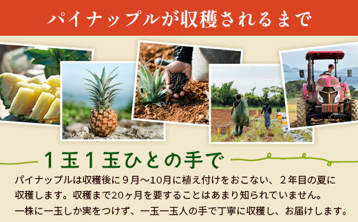 ãäºçŽåä»ãç³å£å³¶ç£ãææ©ãã€ãããã«ã»ããŽãŒã«çš® 3çïŒçŽ2.8kgååŸïŒãåžžæž©ããïŒæäžæ¬ïœé 次çºéäºå®ãïœãã€ãããã« ãã€ã³ã¢ããã« ç³å£å³¶ãã€ã³ ãã«ãŒã æç© ãã ãã® ååœãã«ãŒã åœç£ãã€ã³ãE-41