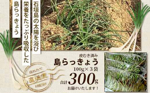 【2024年12月中旬から順次発送】島らっきょう（皮むき済み）300ｇ（100ｇ×3袋入り）KA-1