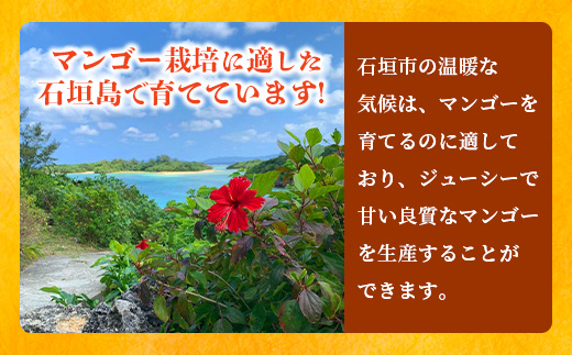 《2025年6月下旬～7月下旬発送》【先行予約】「マンゴー」最高糖度20度！？ 完熟の極！石垣島マンゴー 2玉約900g【贈答向け】【 沖縄 石垣島 石垣 八重山 マンゴー 完熟マンゴー 期間限定 数量限定 贈答 】TF-6-1