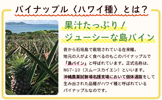 【予約受付】石垣島産　有機パイナップル・ハワイ種 3玉（約2.8kg前後）〈常温〉《7月上旬～順次発送予定》｜パイナップル パインアップル 石垣島パイン フルーツ 果物 くだもの 南国フルーツ 国産パイン　E-39