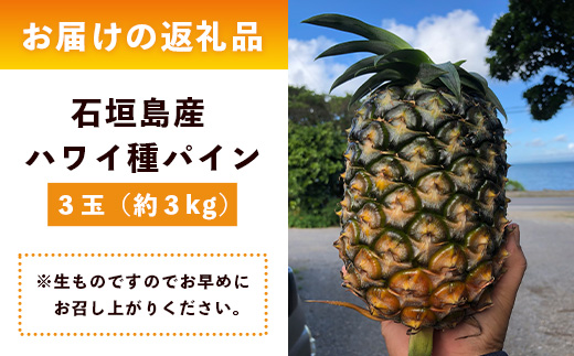 【先行予約】《2025年6月上旬頃より順次発送》石垣島産 ハワイ種 パイン (3玉 約3㎏) 【 産地直送 沖縄 石垣 パイナップル フルーツ 】石垣さんちの石垣トロピカルファーム TP-4