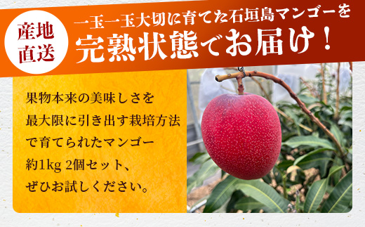 《2025年6月下旬～7月下旬発送》【先行予約】最高糖度20度！？ 完熟！3Lサイズ 石垣島マンゴー 2玉約900g【 沖縄 石垣島 石垣 八重山 マンゴー 完熟マンゴー 期間限定 数量限定 】TF-5-1