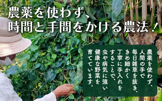 沖縄の健康長寿の秘訣「琉球百薬（おかわかめ）」10袋！農薬を使わない栽培方法を続けるミネイさんの野菜【 沖縄 石垣島 石垣島産 野菜 農薬不使用 離島のいいもの 沖縄のいいもの石垣島 】OI-25