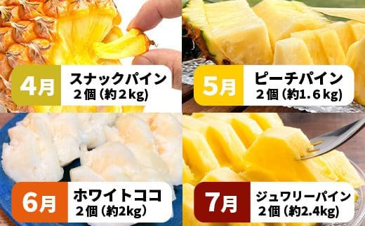 【マツコの知らない世界で絶賛！】《2026年4月〜7月順次発送》【先行予約】パイナップル好きにおすすめ！満足のパイナップル4品種定期便【 沖縄 石垣 ピーチ ホワイトココ ジュワリー スナック パイン パイナップル 完熟 セット フルーツ デザート 食べ比べ 定期便 TV テレビ 紹介 マツコ 】 TF-37_R8
