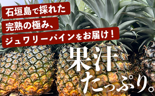 《2025年4月～6月順次発送》【先行予約】完熟の極 石垣島産パイナップル　超大満足の食べ比べセット　スナック＆ピーチ＆ジュワリー3種の食べ比べセット【 沖縄 石垣 ピーチ スナック ジュワリー パイン パイナップル 完熟 セット フルーツ デザート 食べ比べ 3種 】 TF-34