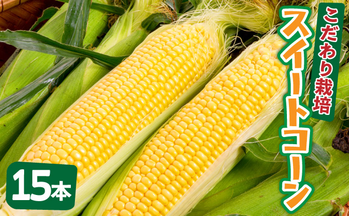 【先行予約2025年12月-2026年4月】 1番遅くて1番早い⁉ 朝採れプレミアムスイートコーンを皮付きのまま15本お届け！！