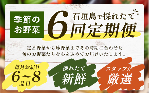 石垣島産 野菜BOX【６回定期便】（６~８種類）季節ごとに野菜パワーをあなたに！！CK-3 【野菜セット おまかせセット 旬 季節のお野菜 旬の野菜セット 詰め合わせ 定期便 ６回 定番野菜 島野菜 沖縄県 石垣市 石垣島 石垣 】