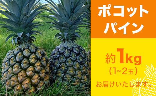 【予約受付】ポコットパイン1ｋｇ（1～2玉）お勧め♪川平パイン《2025年5月～7月頃順次発送》KN-3