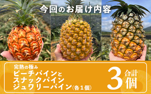 《2025年4月～6月順次発送》【先行予約】完熟の極 石垣島産パイナップル　超大満足の食べ比べセット　スナック＆ピーチ＆ジュワリー3種の食べ比べセット【 沖縄 石垣 ピーチ スナック ジュワリー パイン パイナップル 完熟 セット フルーツ デザート 食べ比べ 3種 】 TF-34