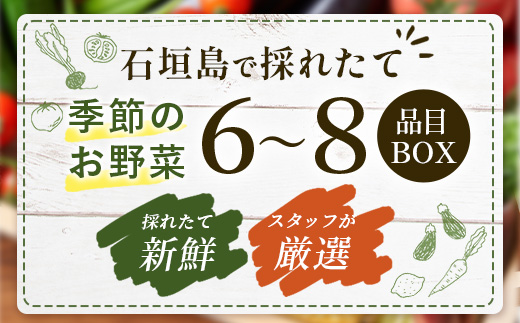 石垣島産 野菜BOX　1箱【６~８種類】野菜パワーをあなたに！！CK-1【野菜セット おまかせセット 旬 季節のお野菜 旬の野菜セット 詰め合わせ 島野菜 沖縄県 石垣市 石垣島 石垣 】